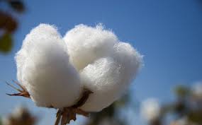 Is Organic Cotton Really a Better Choice?